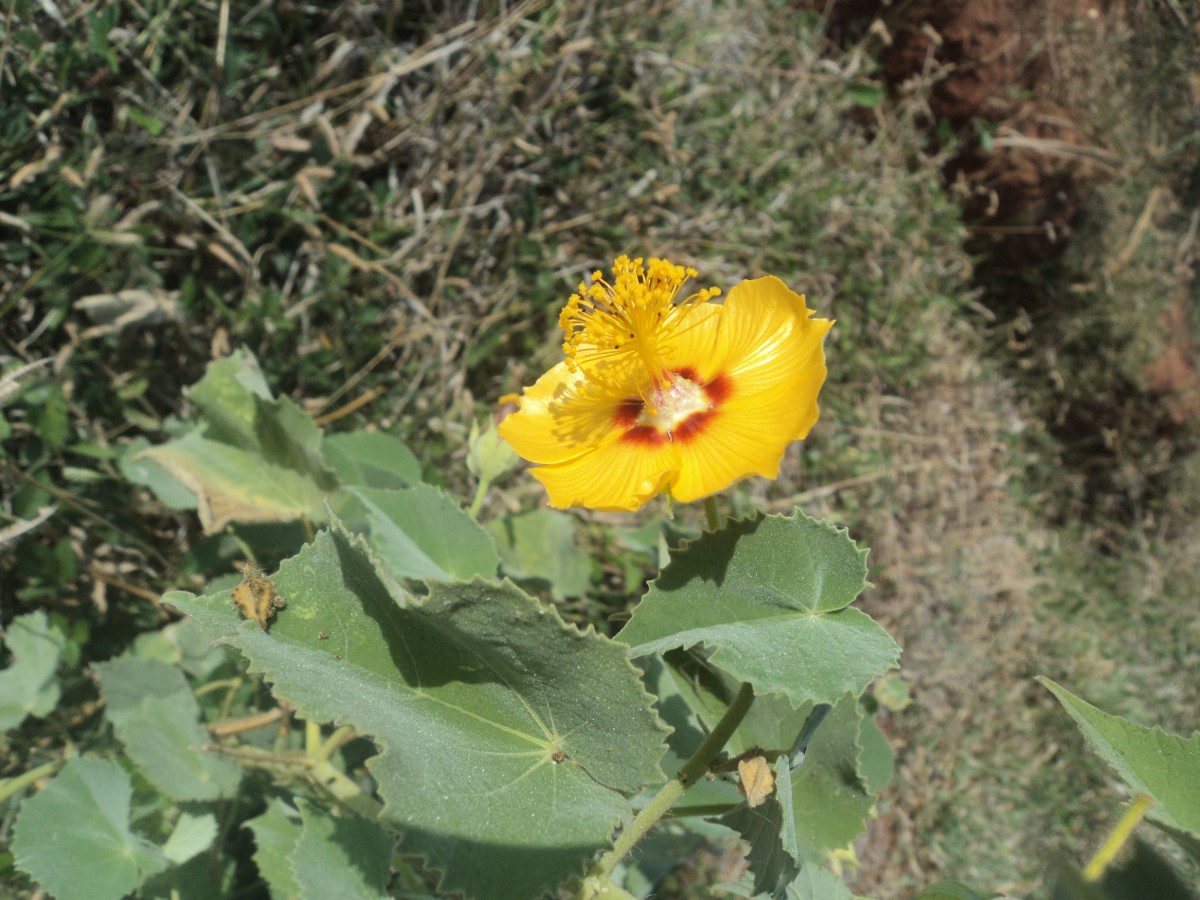 Abutilon hirtum (Lam.) Sweet